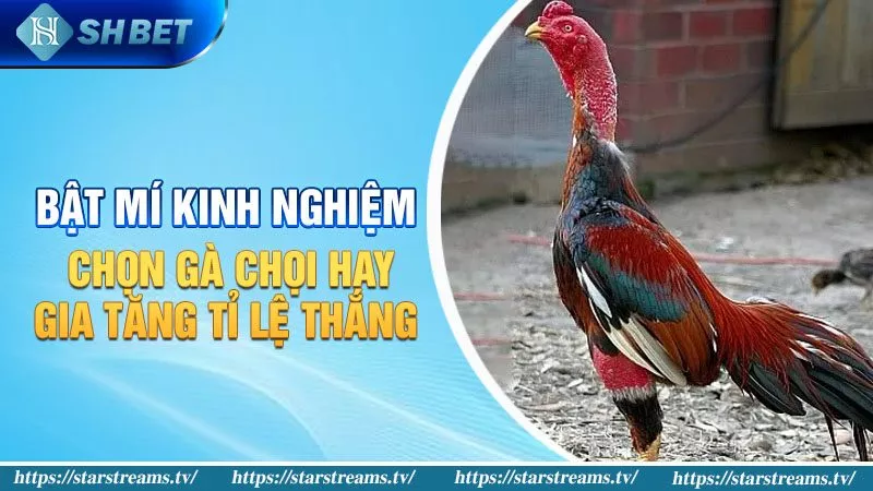 Đánh giá chuyên gia về các trang web game cấp Helo88 - Helo88