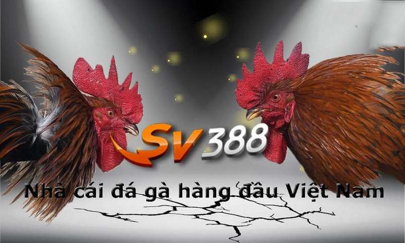 Hướng dẫn tham gia các trò chơi cấp độ Dp568 - Dp568